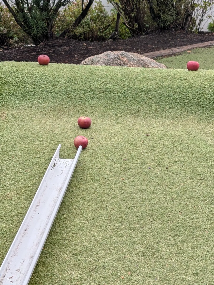 Apples lined up at the top of a gutter ramp on the grass mound for rolling during TimberNook